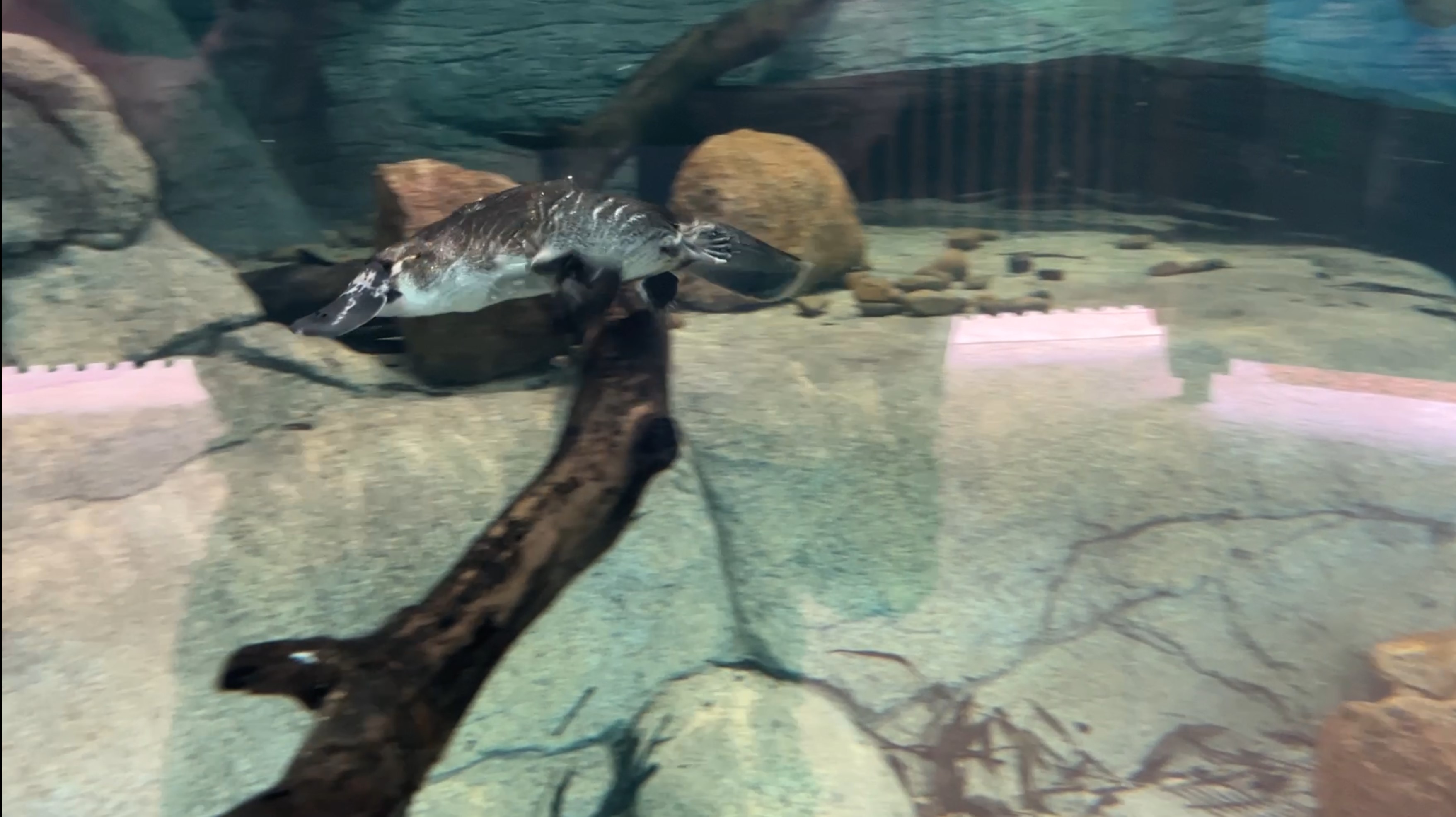 Taronga Western Plains Zoo Platypus Rescue HQ, Dubbo, NSW